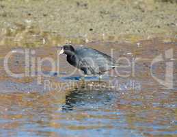 American Coot, Fulica americana