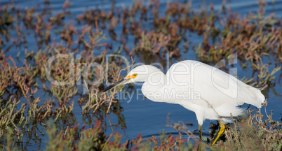Snowy Egret foraging in low-tide bay water