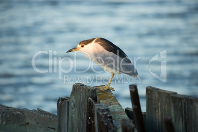 Black-Crowned Night-Heron, Nycticorax nycticorax