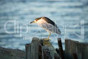 Black-Crowned Night-Heron, Nycticorax nycticorax