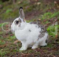 European Domestic Rabbit, Oryctolagus cuniculus domesticus