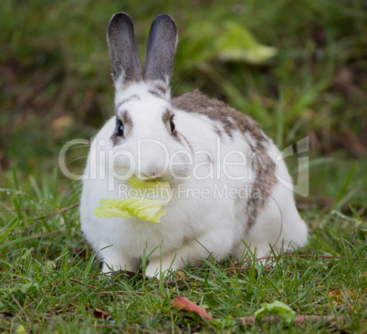 European Domestic Rabbit, Oryctolagus cuniculus domesticus