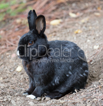 Melanistic European Domestic Rabbit, Oryctolagus cuniculus domesticus