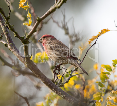 House Finch, Haemorhous mexicanus, Male