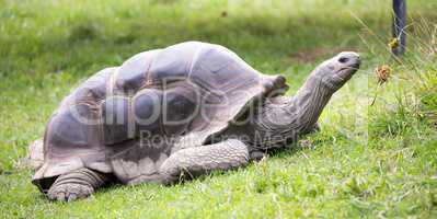 Aldabra giant tortoise, Aldabrachelys gigantea