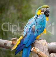 Blue and Gold Macaw, Ara ararauna