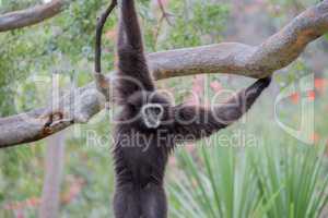 White Handed Gibbon, Hylobates lar