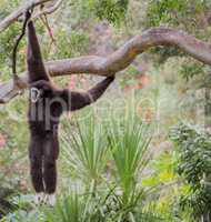 White Handed Gibbon, Hylobates lar