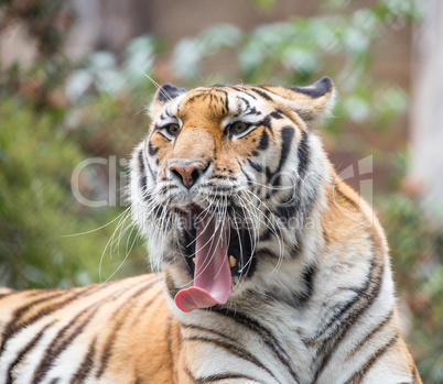 Tiger, Panthera tigris