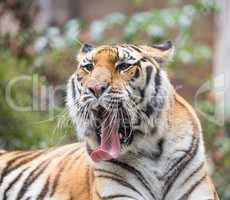 Tiger, Panthera tigris