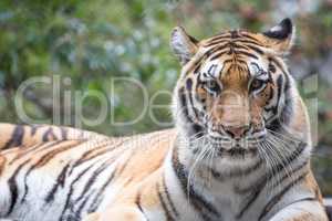 Tiger, Panthera tigris