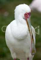 African Spoonbill, Platalea alba