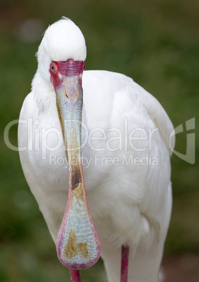 African Spoonbill, Platalea alba