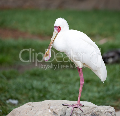 African Spoonbill, Platalea alba