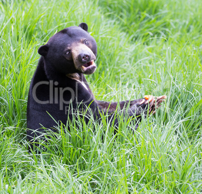 Sun Bear, Helarctos malayanus