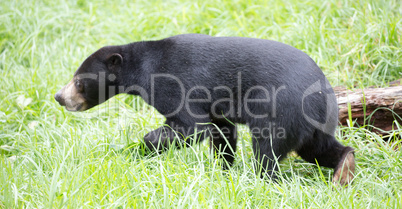 Sun Bear, Helarctos malayanus