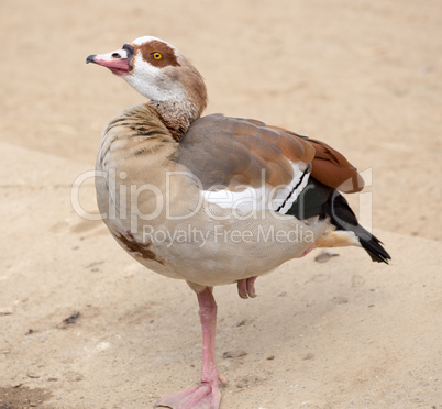 Egyptian Goose, Alopochen aegyptiaca