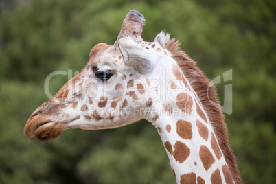 Reticulated Giraffe, Giraffa camelopardalis reticulata