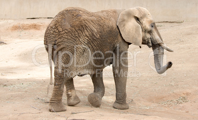 African Bush Elephant, Loxodonta africana