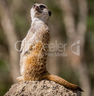 Slender-Tailed Meerkat, Suricata suricatta