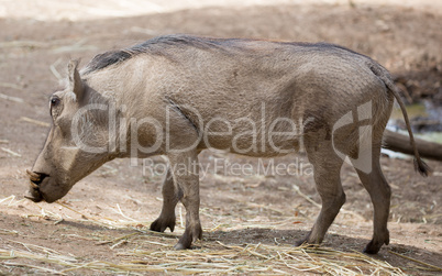 Common Warthog, Phacochoerus africanus
