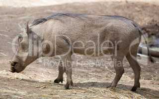 Common Warthog, Phacochoerus africanus