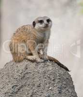Slender-Tailed Meerkat, Suricata suricatta