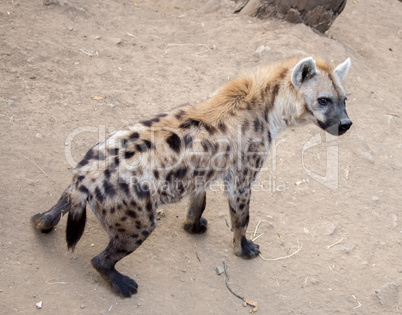 Spotted Hyena, Crocuta crocuta