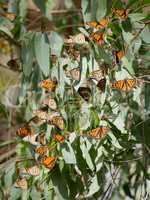 Monarch butterflies - Danaus plexippus