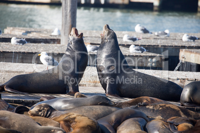 California Sea Lion males, Otariinae, barking at each other