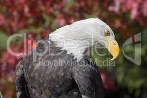 American Bald Eagle, Haliaeetus leucocephalus