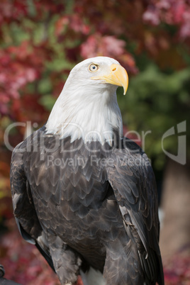 American Bald Eagle, Haliaeetus leucocephalus