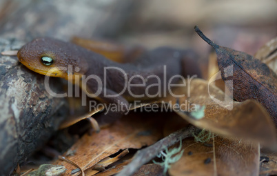 Rough-skinned Newt, Taricha granulosa