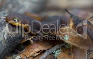 Rough-skinned Newt, Taricha granulosa