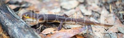 Rough-skinned Newt, Taricha granulosa