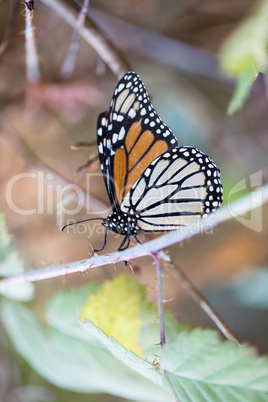 Monarch butterfly perched on a dry leaf
