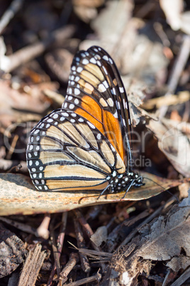 Monarch butterfly perched on a dry leaf