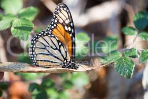 Monarch butterfly perched on a dry leaf