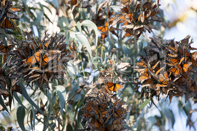Monarch butterflies - Danaus plexippus