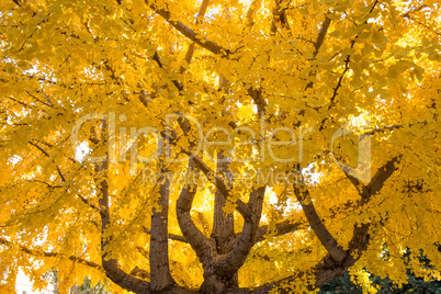 Ginkgo biloba tree, Fall