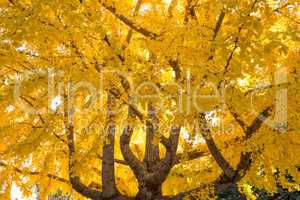 Ginkgo biloba tree, Fall