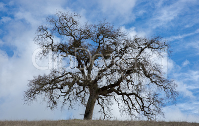 California Oak in Wispy Skies in Northern California