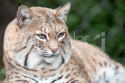 Bobcat - Lynx rufus californicus