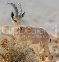 Nubian Ibex, Capra nubiana