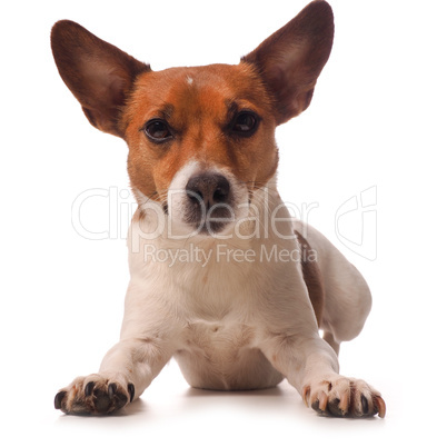 Jack Russell Terrier