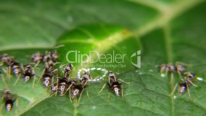 Close-up of ants eating drinking a drop of honey