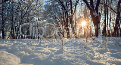 winter landscape