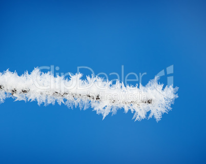 branch with snow