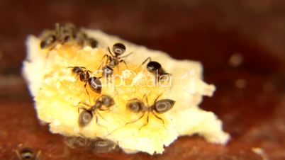 Black ants Eating a piece of bread