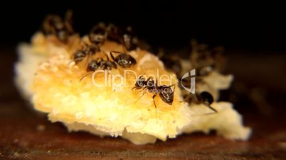 Black ants Eating a piece of bread